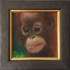 who loves ya - Baby Orangutan