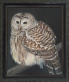 Little Owl at Night